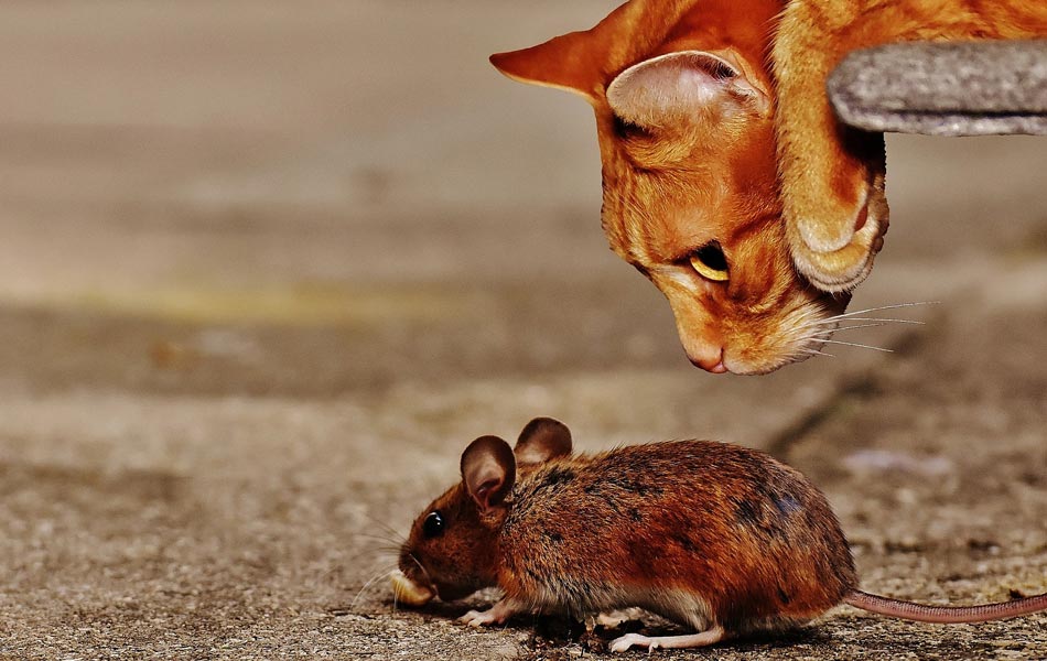 Irrelevance of Regulatory Framework to Incidence of Frauds in Banks